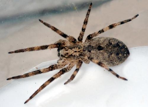 Zoropsis spinimana
